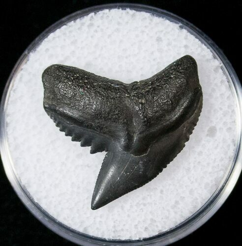 Fossil Tiger Shark Tooth - South Carolina #17330